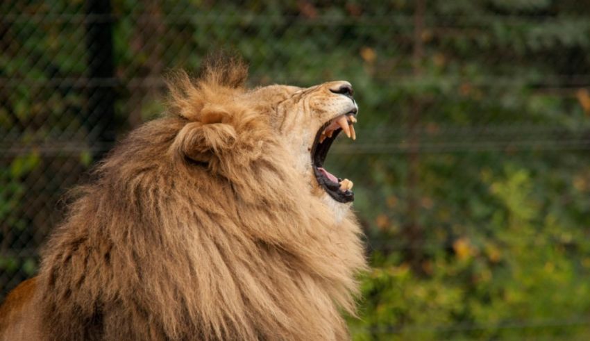 A lion is yawning in front of a fence.