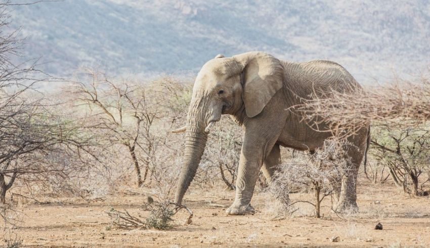 A large elephant standing in a dry area with trees.