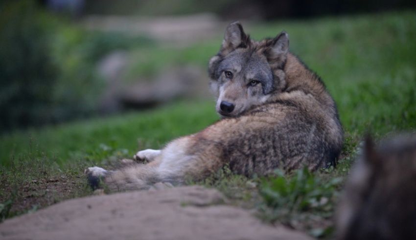 A gray wolf is laying down in the grass.