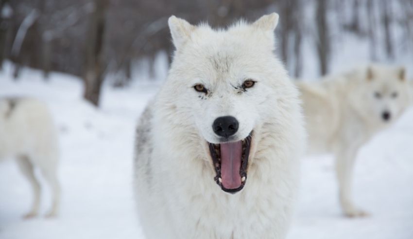 A group of white wolves standing in the snow with their mouths open.