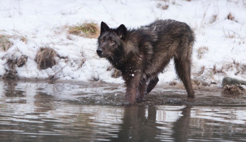 A gray wolf wading in a body of water.