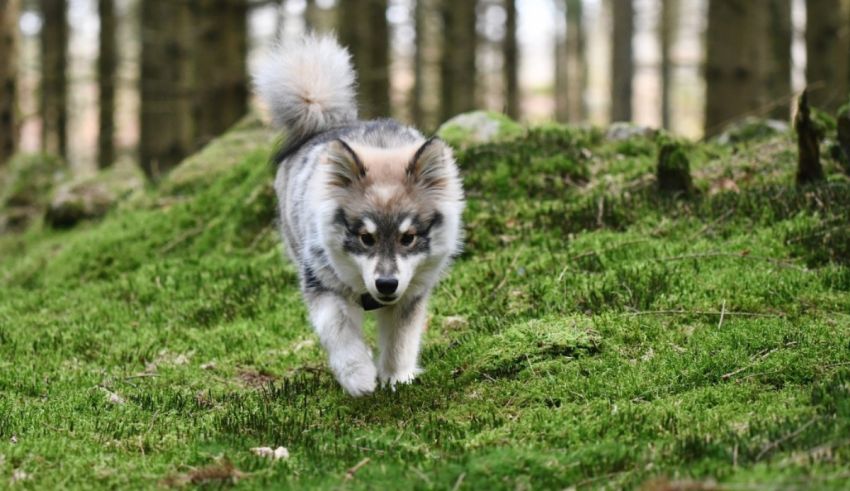 A grey and white dog running through a forest.