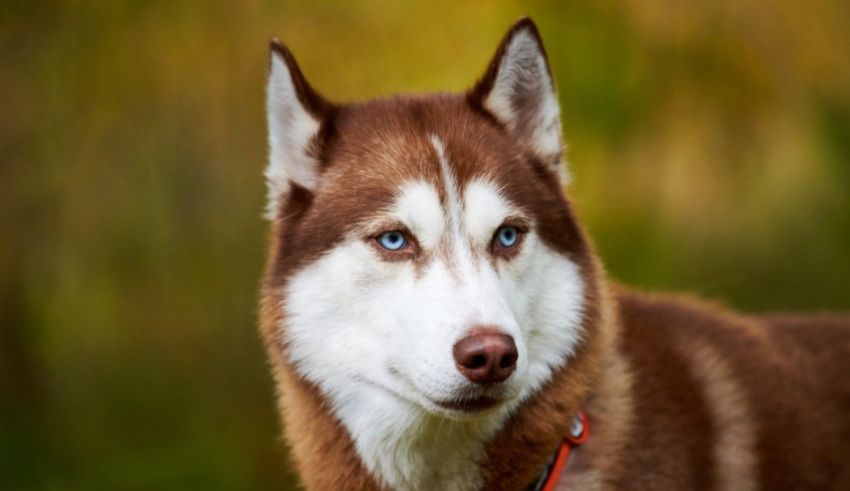 A husky dog with blue eyes is looking at the camera.