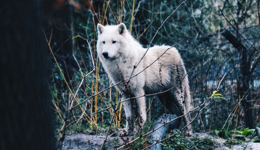 A white wolf standing in the woods.