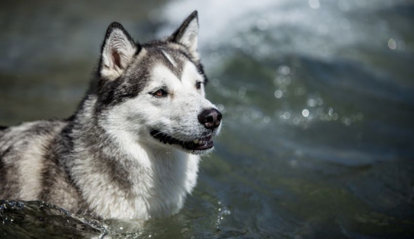 A husky dog is standing in the water.