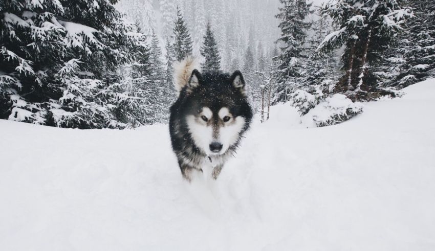 A husky dog running through the snow.