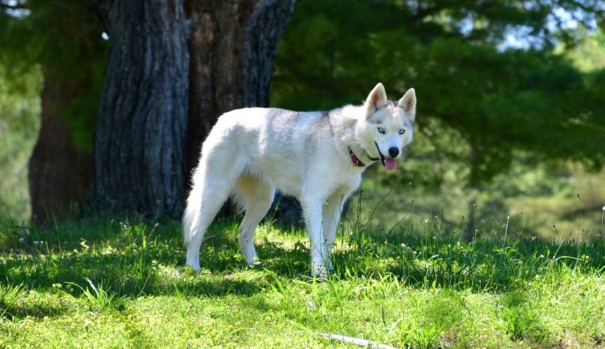 A white husky dog standing in the grass.
