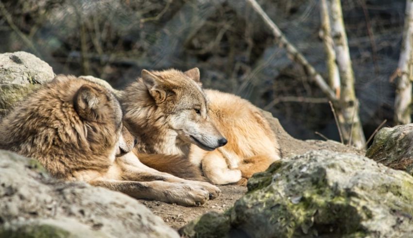 Two wolves resting on rocks in a zoo.