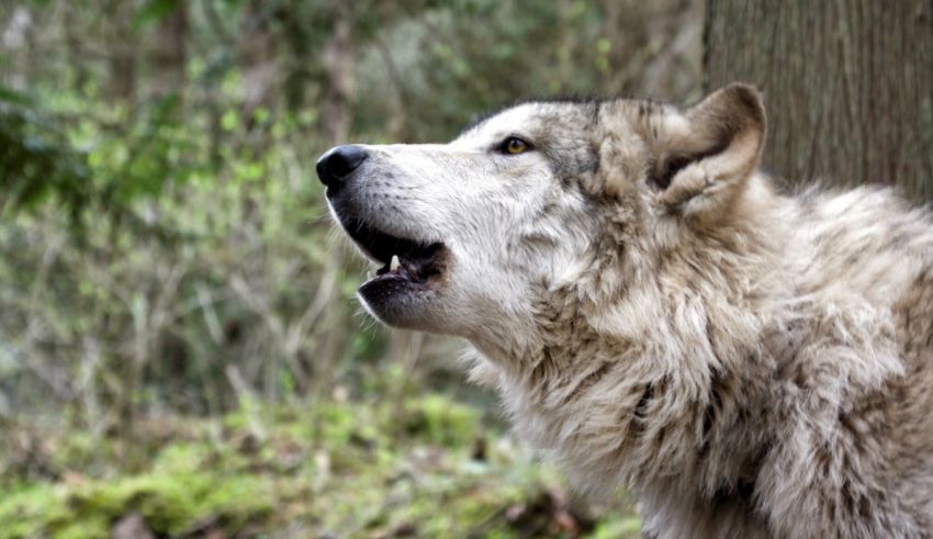 A white wolf is howling in the woods.