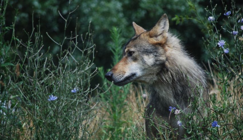 A wolf is standing in a field of flowers.