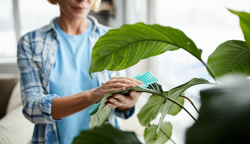 A woman cleaning a plant with a cloth.