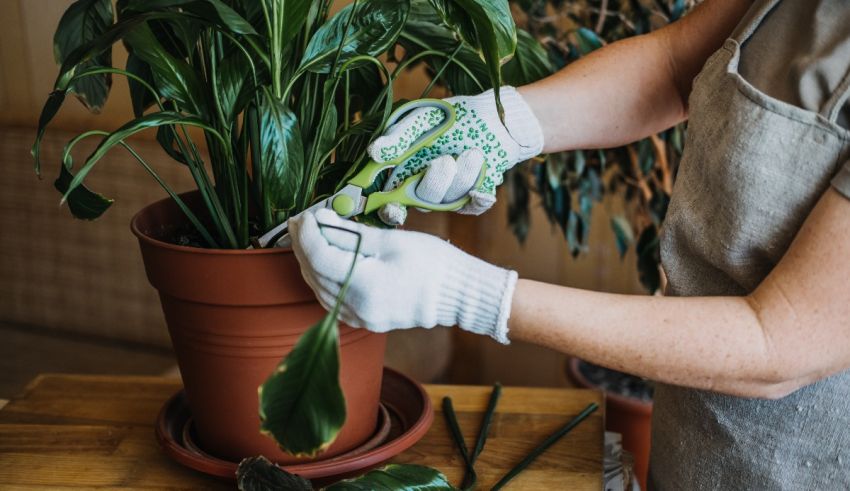 A woman is pruning a plant in a pot.