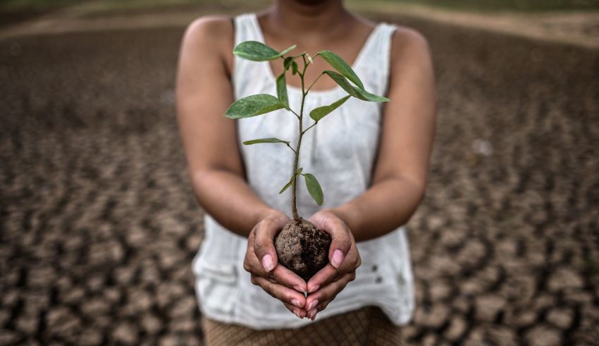 A woman holding a plant in her hands in a dry field.