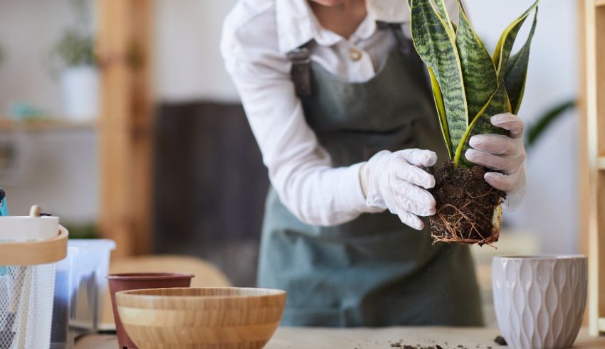 A woman in an apron is planting a plant in a pot.