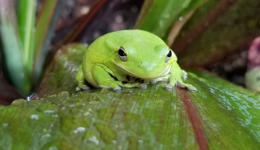 A green frog sitting on top of a leaf.