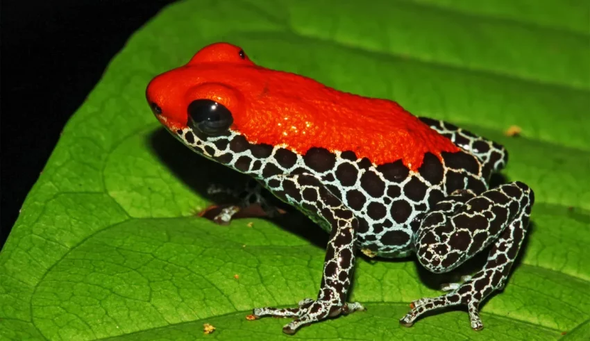 A red and black frog sits on top of a leaf.