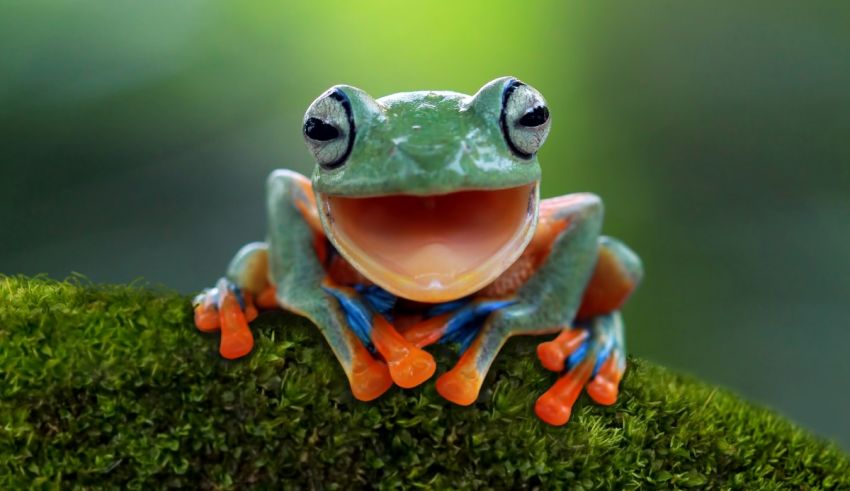 A frog is sitting on top of a mossy tree.