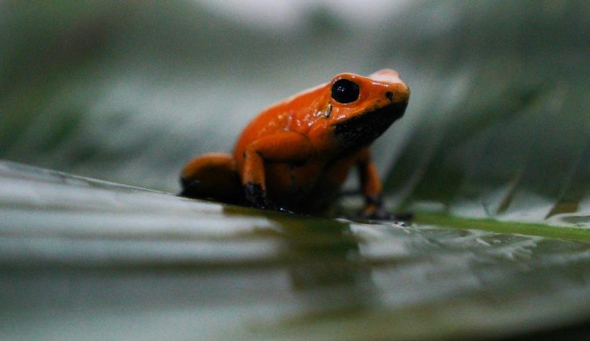 An orange frog sitting on top of a leaf.