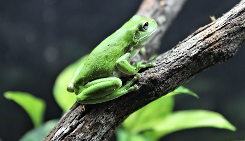 A green frog sitting on a branch.