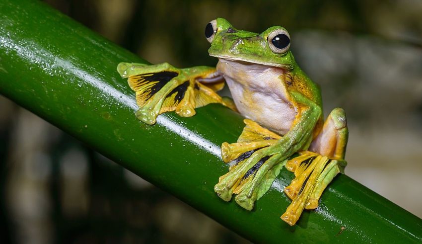 A green tree frog is sitting on a branch.