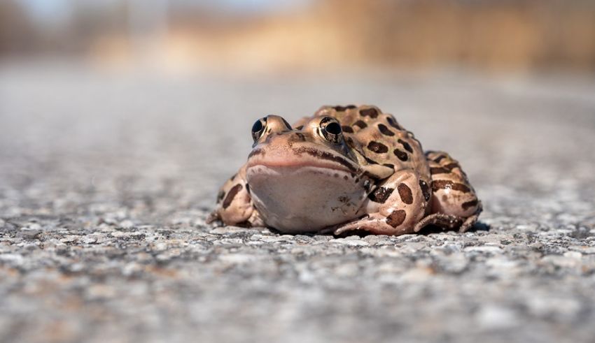 A small frog sitting on the road.