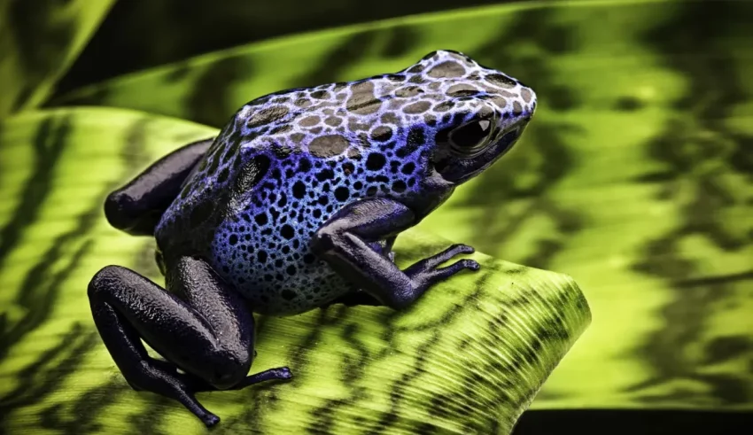A blue and black frog sits on top of a leaf.