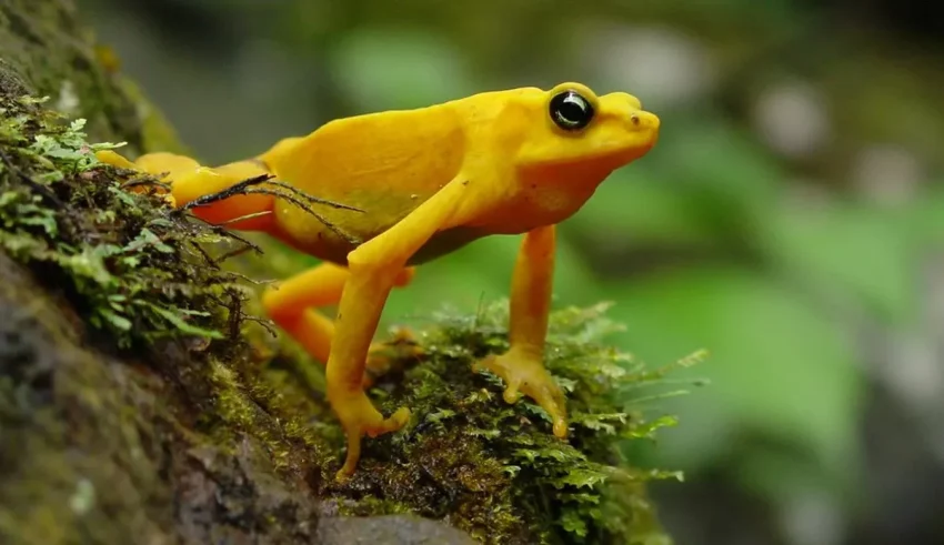 A yellow frog sitting on a mossy branch.