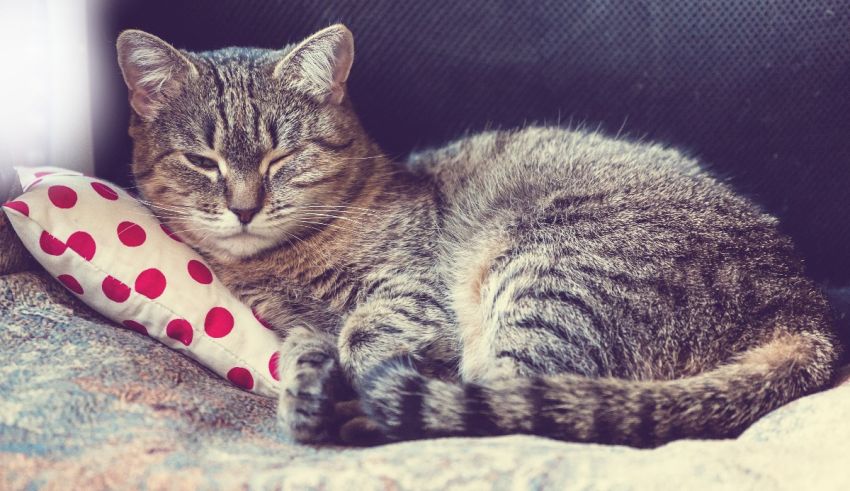 A cat sleeping on a pillow.