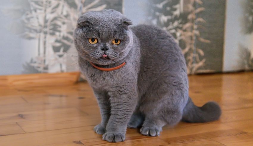 A gray cat sitting on a wooden floor.