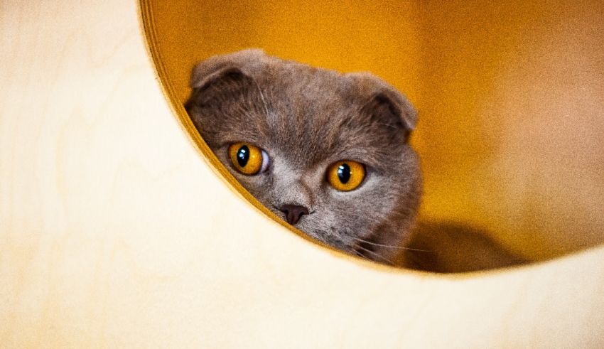 A gray cat peeking out of a wooden box.