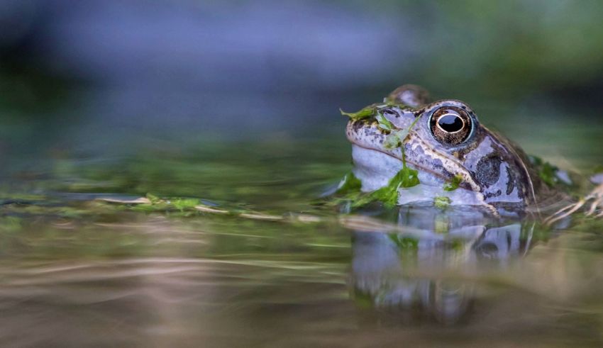 A frog is swimming in a body of water.