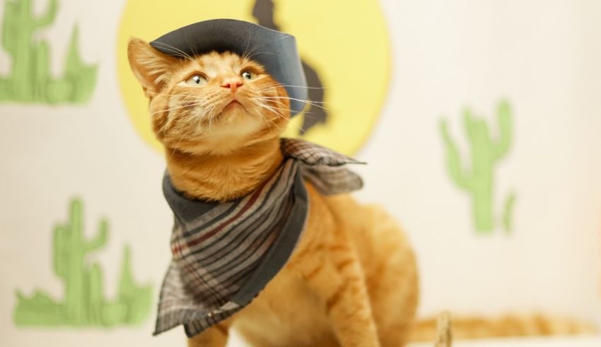 An orange cat wearing a cowboy hat.