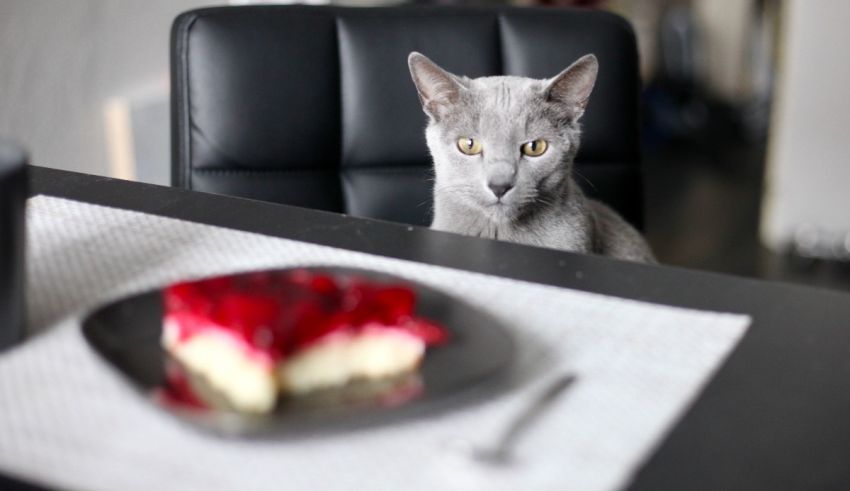 A cat looking at a piece of cake.