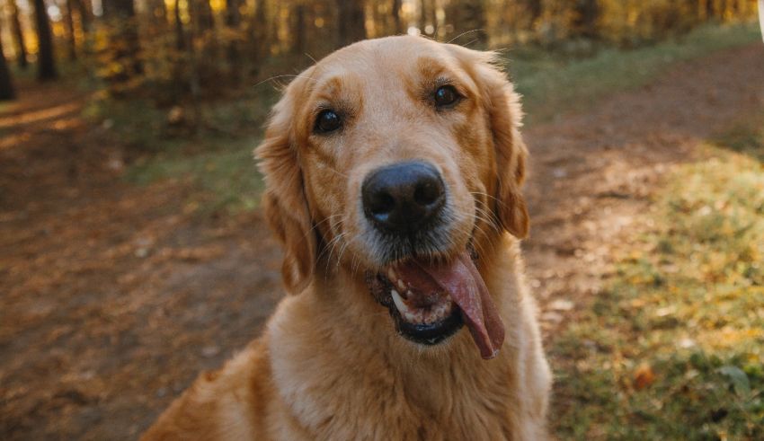 A golden retriever is sitting on a path in the woods.