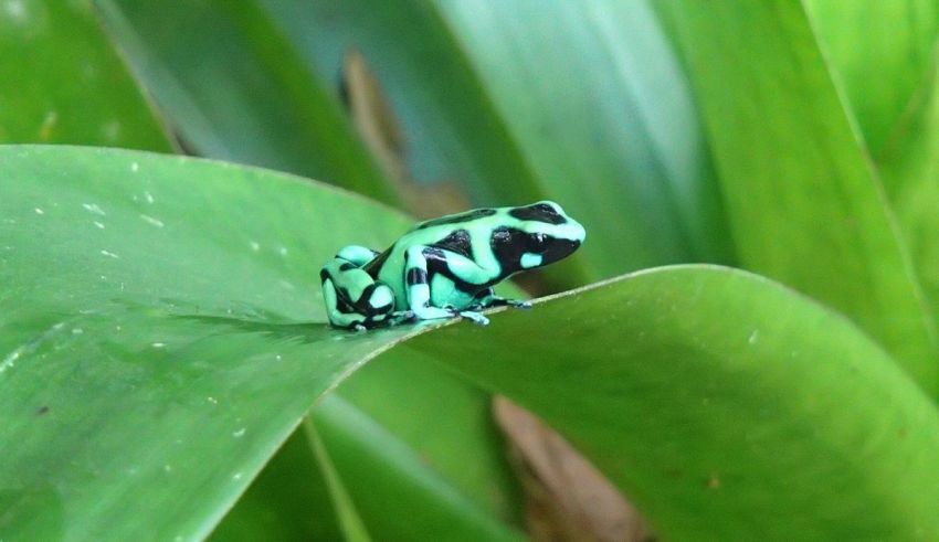 A green and black frog sitting on a leaf.