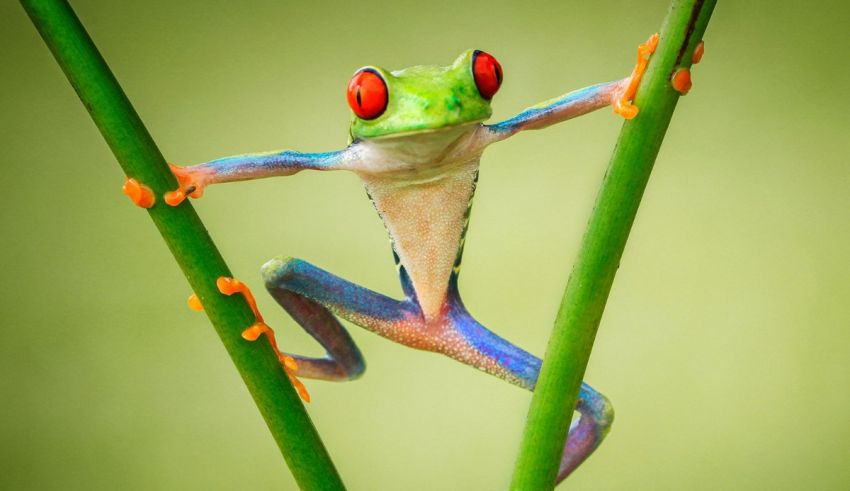 A colorful tree frog is standing on a stem.