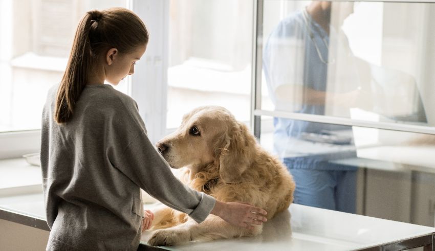 A woman is petting a golden retriever at a vet's office.