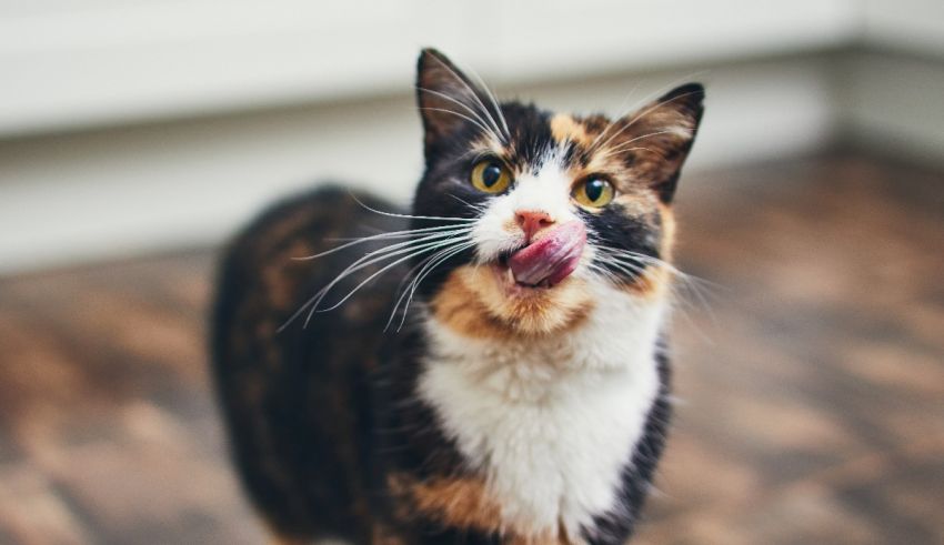 A cat with its tongue sticking out of its mouth.