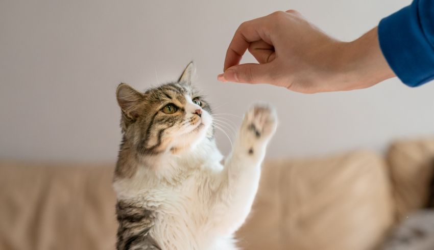 A cat reaching up to a person's hand.