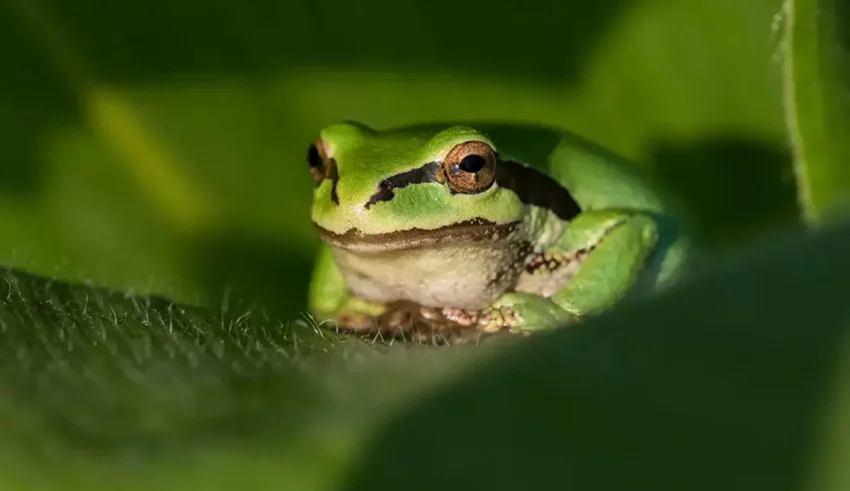 A green frog sitting on top of a leaf.