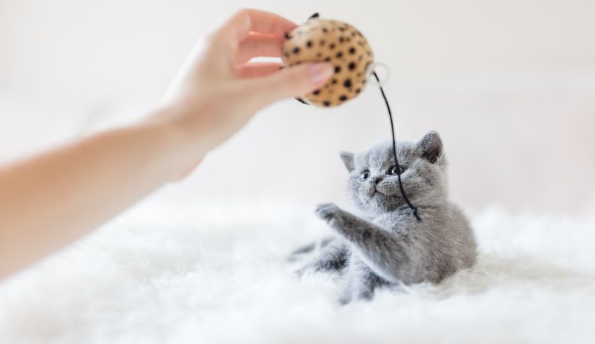 British shorthair kitten playing with a toy.