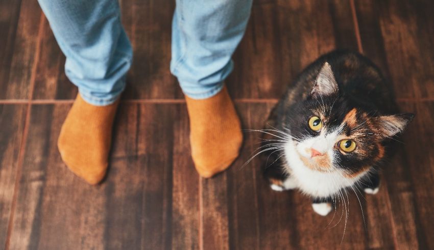 A cat is standing next to a person's feet.