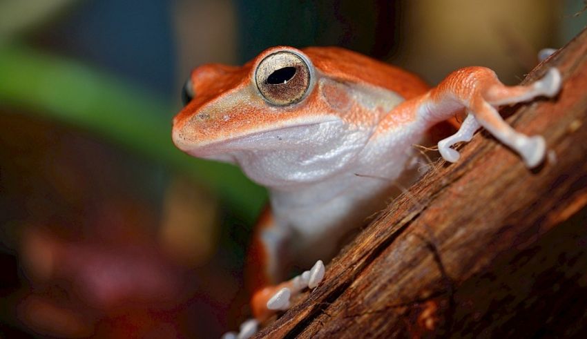 A red and white frog sitting on a branch.