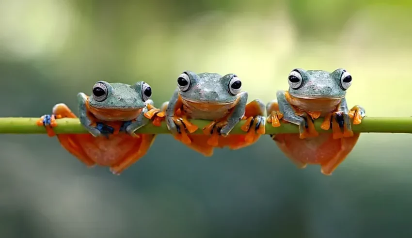 Three frogs sitting on a branch.