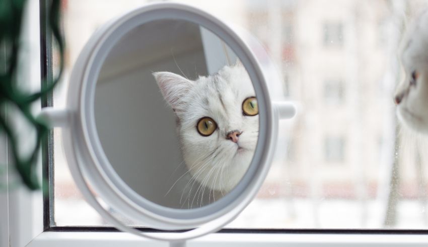 A white cat is looking at itself in a mirror.