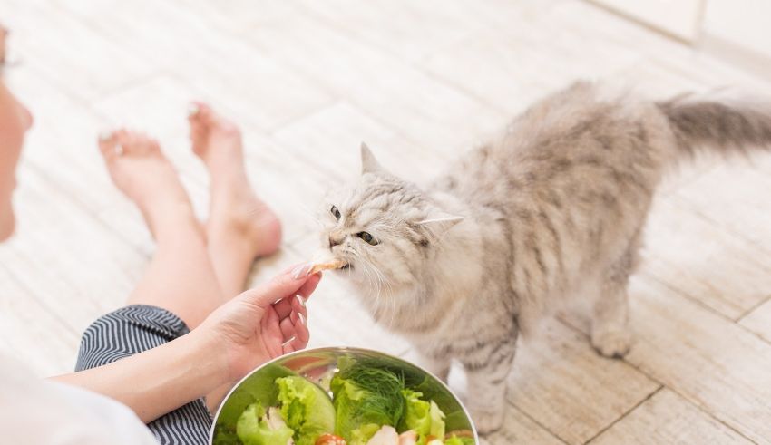 A woman feeding her cat a bowl of salad.