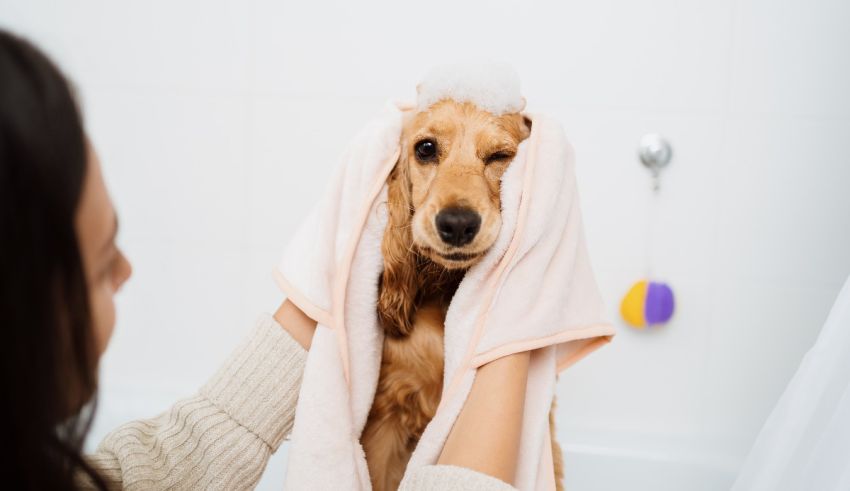 A woman is putting a towel on a dog's head.