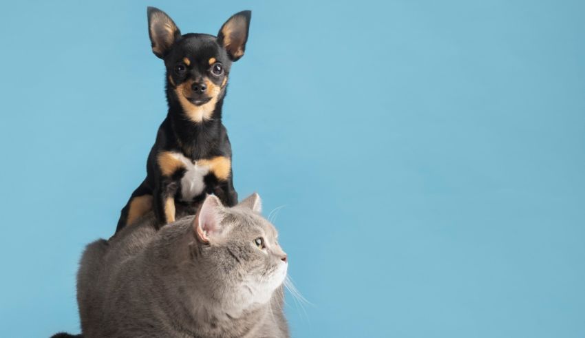 A chihuahua dog sits on top of a cat on a blue background.