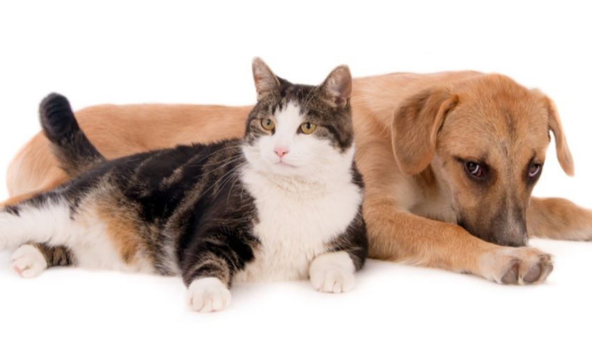 Two cats and a dog laying down on a white background.
