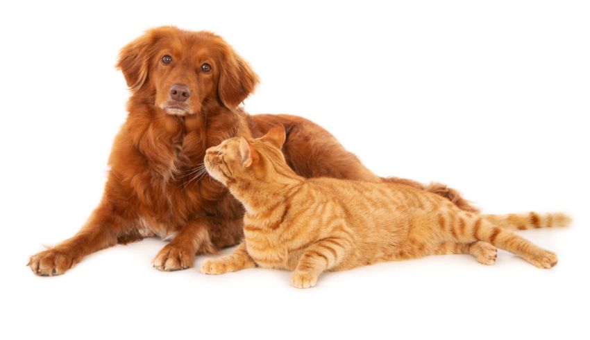 A dog and a cat on a white background.